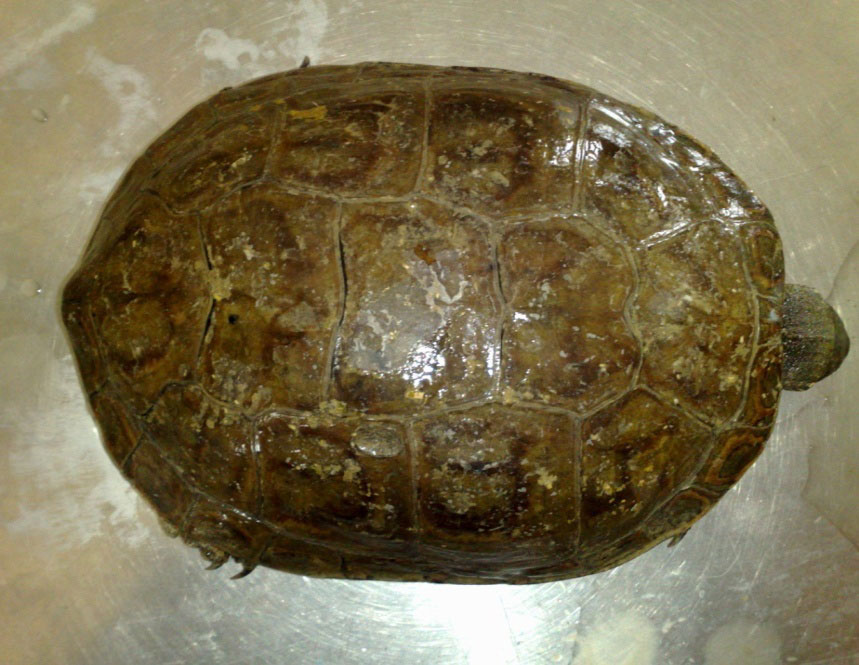 Fig.1-Dorsal view of Testudo Horsefieldii (Asian  central Tortoise)