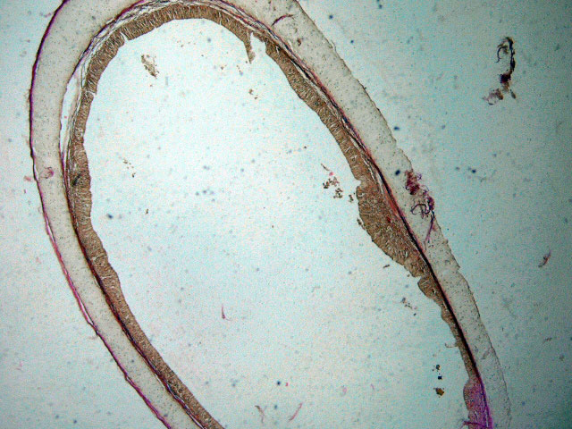 Fig. 3. Transvers section of the trachea. Epithelial lining separated from the cartilage by loose connective tissue. (Van Giessen 4X)