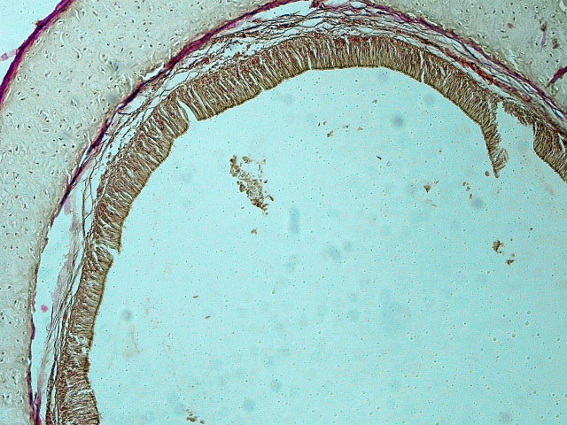 Fig. 4. Tracheal epithelium showing. Basal cell, ciliated and mucous cell.(Van Giessen,.10X) 