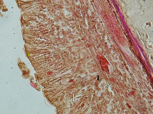 Fig. 5. Tracheal epithelium  showing the goblet cells (white arrow), ciliated cells  (yellow arrow) and basal cells (black arrow). .(Van Giessen,.40X) 