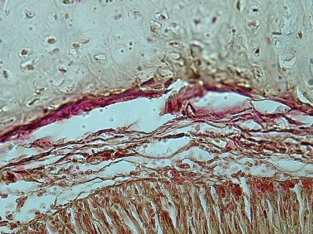 Fig. 6. Basal cell of tracheal epithelium. Not the high vascularity of the connective tissue. .(Van Giessen,.40X) 