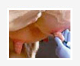 PRRSV AND PCV 2 INFECTION IN GREEK SWINE FARMS