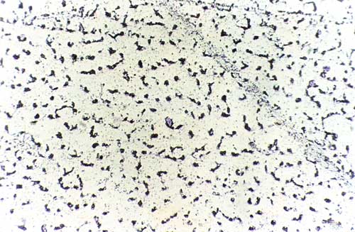 Candida Spores